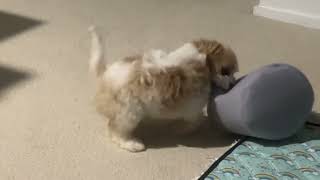 Cavoodle Cavapoo 8 Weeks playing with toy bucket April 2024 [upl. by Nymzaj]