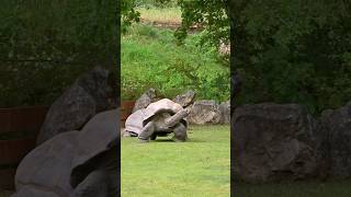 Time to Chill wildlifephotography gianttortoise [upl. by Kendre882]