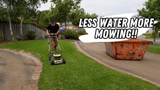 Lawn renovation recovery less watering and transitioning to cylinder mowing [upl. by Muriel]