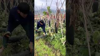 Green skinned wax gourd harvesting process [upl. by Etka]