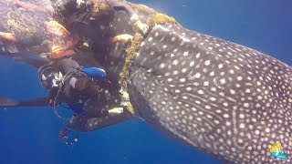 Brave Divers Rescued Whale Shark [upl. by Calvinna]