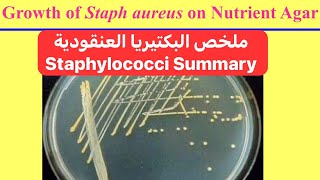 ملخص البكتيريا العنقودية Staphylococci Summary [upl. by Lladnyk]