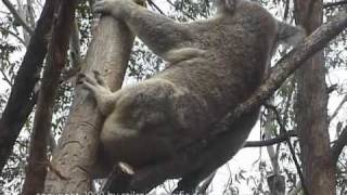 Extremly busy days in the life of Australian Koalas [upl. by Kerianne]