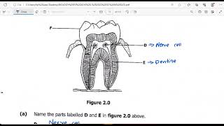 Biology paper 2 2020 GCE [upl. by Otxilac]