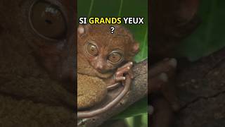 Pourquoi les Tarsiers ont de si Grands Yeux  MystèreAnimal curiositéscientifique MindCurio [upl. by Deegan]