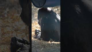 Gorillas at Howletts gorilla howletts zoo animals wildlife daysout shorts [upl. by Vastha]