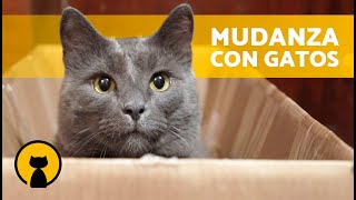 Cómo MUDARSE de CASA con un GATO 🐱🏠  MUDANZA FÁCIL con GATOS [upl. by Gersham]