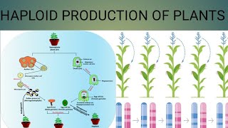 Haploid production of plants [upl. by Luing95]