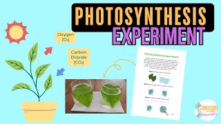 Photosynthesis Experiment Video Tutorial [upl. by Darda]