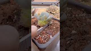 Growing 3000 Succulents with Leaf Cuts succulent plants garden [upl. by Nethsa]