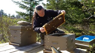 Our FIRST BEEHIVE inspectionand we cant find our queenbeginner beekeepers [upl. by Neelear]