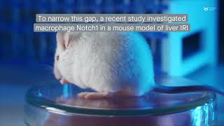 Examining the role of macrophage Notch1 in a mouse model of liver ischemia and reperfusion injury [upl. by Shepard]