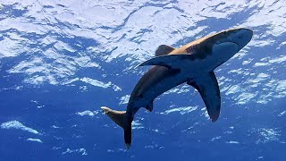 Diving with Oceanic Whitetip Sharks [upl. by Kcinemod]