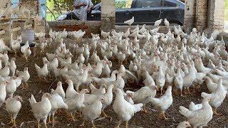 Poultry Farming in Pakistan  poultry farming egg production  part 64 [upl. by Yednil]