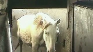 Go inside a horse slaughterhouse [upl. by Jacenta]