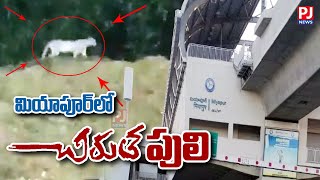 మియాపూర్ స్టేషన్ లో చిరుత LIVE  Miyapur Chirutha Puli  Leopard at Miyapur Metro Station  PJNews [upl. by Vanessa]