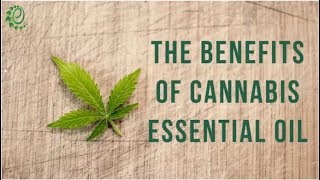 12 Surprising Benefits Of Cannabis Essential Oil  Organic Facts [upl. by Tacy]