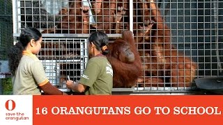 Orangutans go to school  Save the Orangutan [upl. by Mitchel]