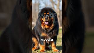 Tibetan Mastiffs The Legend of the Worlds Wildest Dog [upl. by Joe]