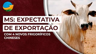 MS Expectativa de Exportação com 4 Novos Frigoríficos Chineses [upl. by Eivla]