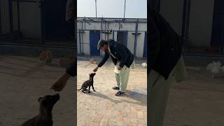 Belgian Malinois Puppy Training short dog puppy [upl. by Ellett211]