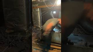 Air handler tear out plus bonus air Handler hvac [upl. by Kirshbaum]