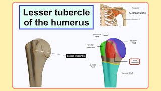 lesser tubercle of the humerus [upl. by Mraz271]