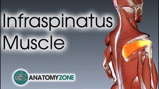 Infraspinatus  Muscle Anatomy [upl. by Murdoch]