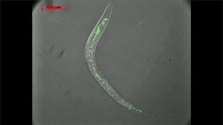 Chromosome 6  Mutant Worms and RUNX genes [upl. by Bilicki]