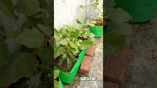 Rainy season and plant ☘️ youtubeshorts vegetablefarming garden fertilizer landscape [upl. by Eelyahs]