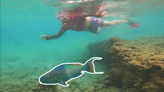 Snorkeling HANAUMA BAY Fish Everywhere [upl. by Poock770]