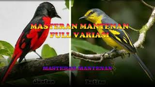 Masteran Mantenan Full Variasi [upl. by Scoville]