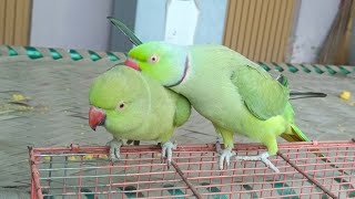 The Best Talking Ringneck Parrot [upl. by Lilahk115]