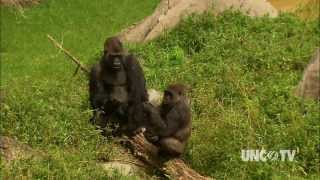 A Southern Wild Gorillas at the N C Zoo [upl. by Favrot303]