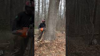 Dropping Red Oak Pole With Husqvarna 592 ￼XP treelife lumberjacks arborist arbortech husqvarna [upl. by Karlik]