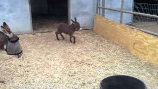 Adorable Baby Donkey [upl. by Malkin295]