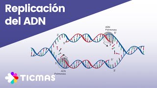 ¿Cómo ocurre el proceso de replicación del ADN [upl. by Barden]