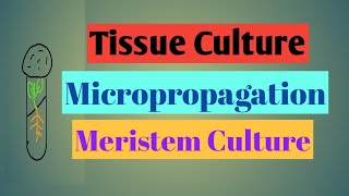 Tissue cultureMicropropagation Meristem culture tissueculturemicropropagationmeristemculture [upl. by Solegnave]