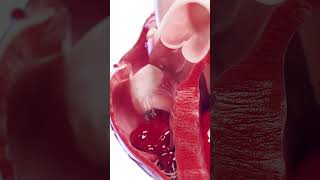 💓 Right Ventricle in Action Blood Flow Explained 💓 anatomy [upl. by Ahserb]