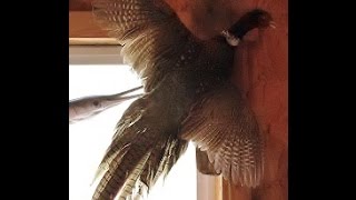 PHEASANT TAXIDERMY  Video 2 of 4  MOUNT PRESERVE SEW [upl. by Nalo]