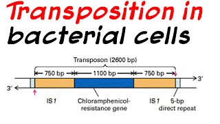 Role of transposition in bacterial cells [upl. by Cullie391]