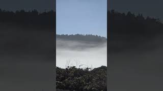 Beautiful Mendocino morning vanlifestories sunrise fog mendocinocoast mendocino [upl. by Atinal]