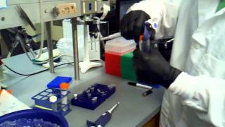 isopropanol precipitation adding 3m sodium acetate and isopropanol [upl. by Aeirdna]