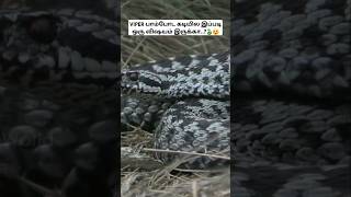 Viper பாம்போட கடியில இப்படி ஒரு விஷயம் இருக்கா Vipers bite facts vipersnake tamil bioworld bw [upl. by Rahas]