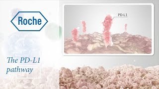 Cancer immunotherapy  The PDL1 pathway [upl. by Xonel505]