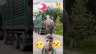 😱Trunk per chadhi elephant 🐘elephant yutubeshorts trending [upl. by Medarda]