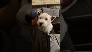 Наш ушастик😆 hund puppy pets doglife doglover westie щенок собака [upl. by Ginder]