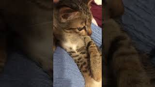 shortsvideo cat kitten shortvideo cute cutecat catlover shorts short funny funnyshorts [upl. by Emlynne]