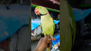 Parrot smart 😂🤣 show parrotshorts shortsyoutubeshorts trending viralvideo [upl. by Dinny]