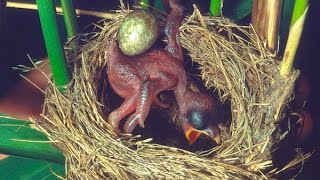 Common Cuckoo chick ejects eggs of Reed Warbler out of the nestDavid Attenboroughs opinion [upl. by Lucrece]